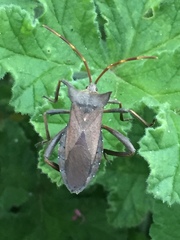 Elasmopoda valga