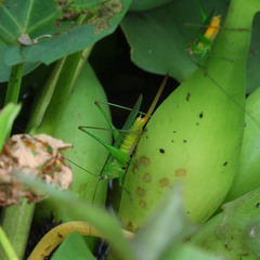 Orthoptera