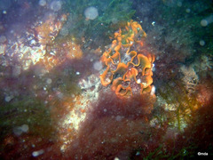 Pentapora foliacea