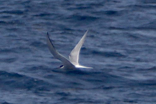 Arctic Tern