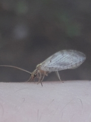 Hemerobius humulinus