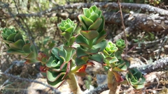Echeveria montana