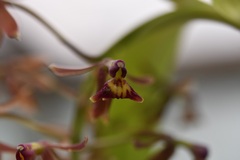 Epidendrum radioferens, photograph (c) Neptalí Ramírez Marcial, some rights reserved (CC BY)