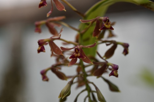Epidendrum radioferens, photograph 6