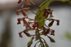 Epidendrum radioferens, photograph (c) Neptalí Ramírez Marcial, some rights reserved (CC BY)