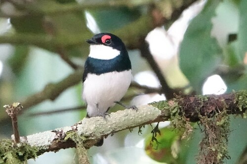 Banded Wattle-eye