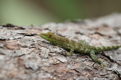 Anolis apletolepis