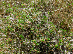 Cliffortia ericifolia