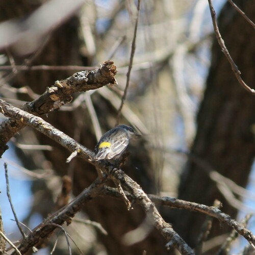 Yellow-rumped Warbler photographed in Minnesota