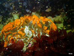 Pentapora foliacea