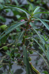 Hydrocera triflora