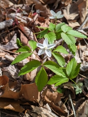 Anemone lancifolia, photograph Michelle Campbell, CC0, iNaturalist via GBIF