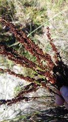 Thamnochortus punctatus