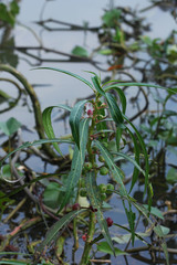 Hydrocera triflora
