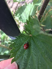 Harmonia axyridis
