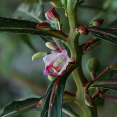 Hydrocera triflora