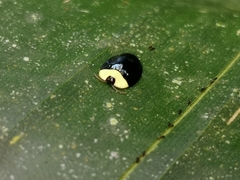 Imatidium thoracicum