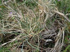 Festuca ovina