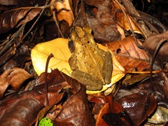 Incilius melanochlorus