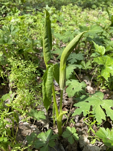 Arisaema triphyllum