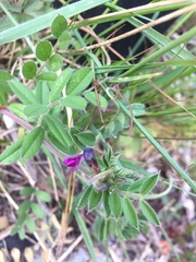 Vicia sativa