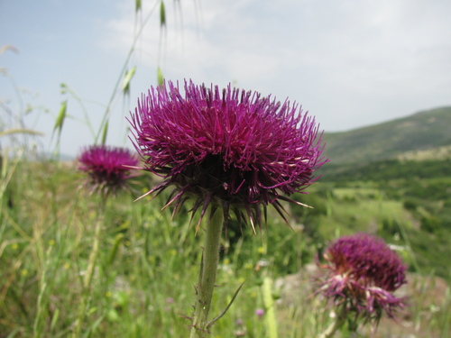 Image of Onopordum blancheanum by (c) Nachman bones, some rights reserved (CC BY)