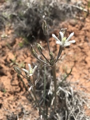 Androstephium breviflorum