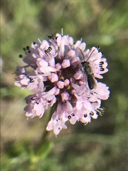 Plectritis congesta