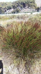 Thamnochortus punctatus
