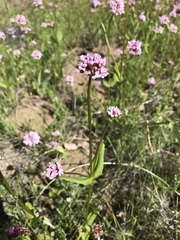 Plectritis congesta