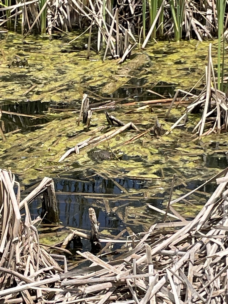 American Bullfrog from Aransas National Wildlife Refuge, Rockport, TX ...