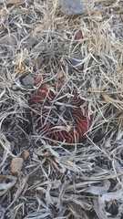 Echinofossulocactus lamellosus