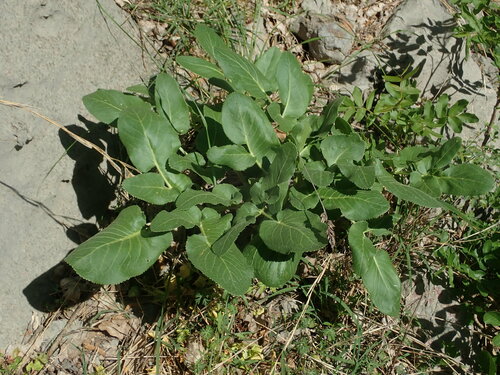 Image of Opopanax chironium by (c) Daniel Cahen, some rights reserved (CC BY)