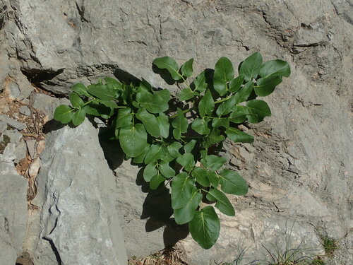 Image of Opopanax chironium by (c) Daniel Cahen, some rights reserved (CC BY)
