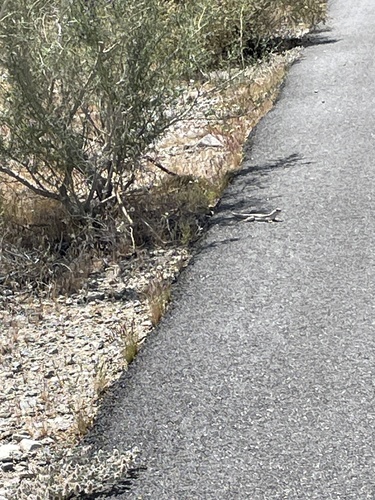 iNaturalist observation photo of Desert Iguana