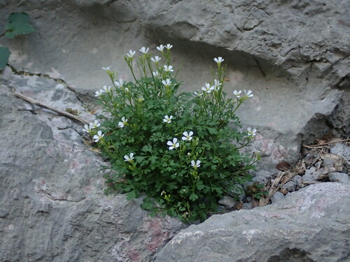 Image of Cardamine Adriatica (Cardamine adriatica) by (c) Daniel Cahen, some rights reserved (CC BY)