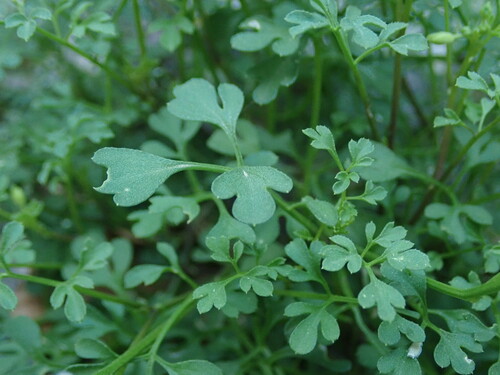 Image of Cardamine Adriatica (Cardamine adriatica) by (c) Daniel Cahen, some rights reserved (CC BY)