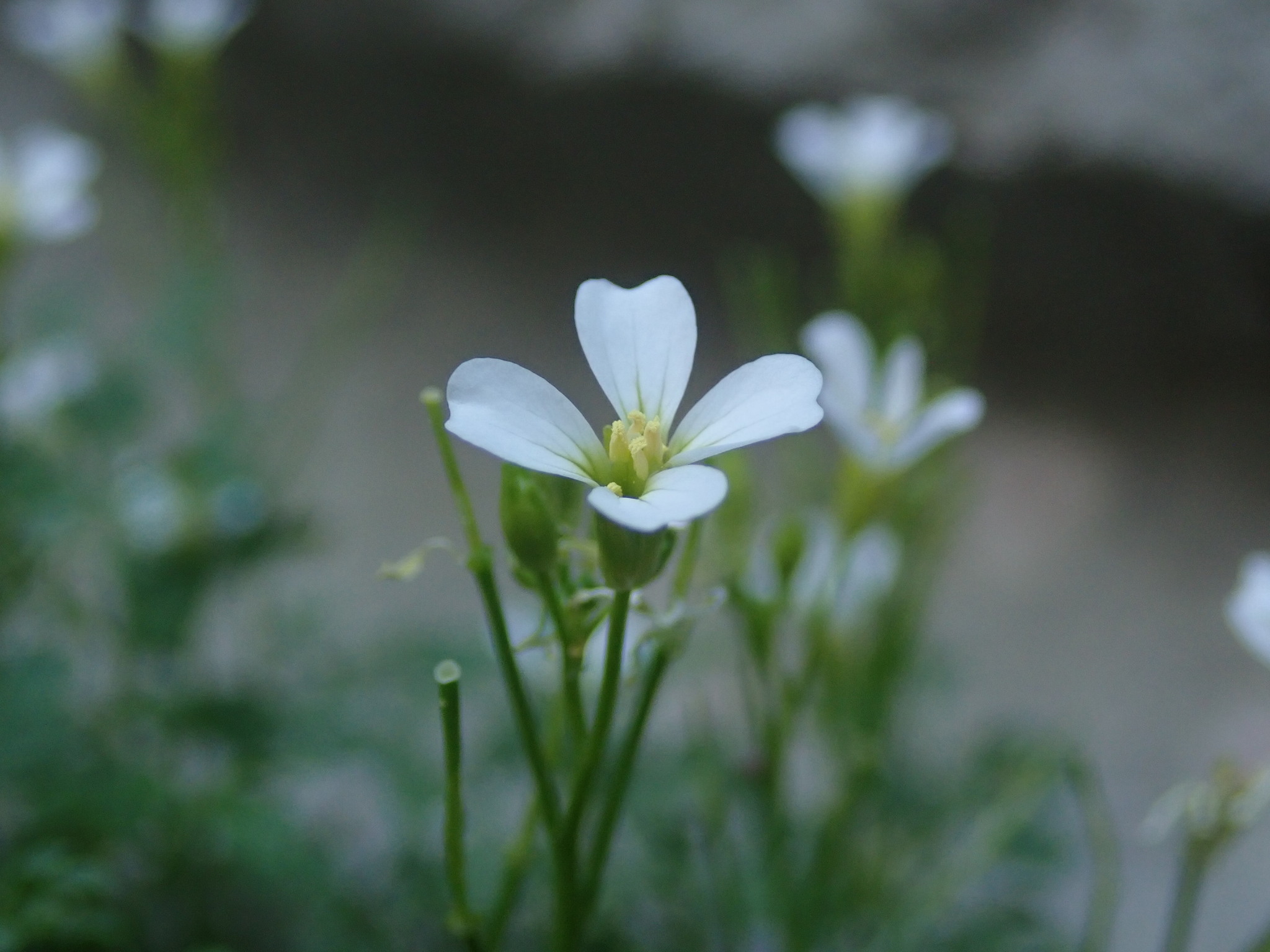 Cardamine adriatica