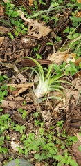 Tillandsia recurvifolia