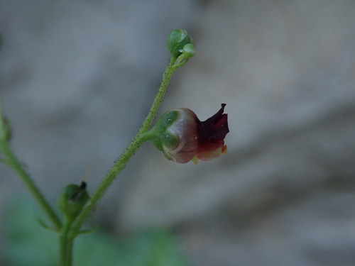 Image of Scrophularia heterophylla by (c) Daniel Cahen, some rights reserved (CC BY)