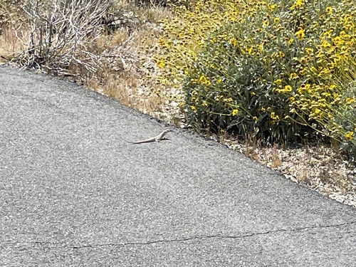 iNaturalist observation photo of Desert Iguana