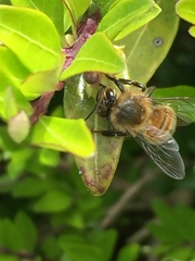 Apis mellifera