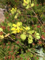 Biscutella vicentina
