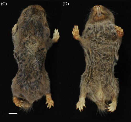 Hanang Molerat (Fukomys hanangensis) — Endangered Mammalia