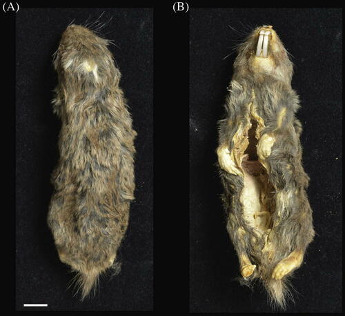 Livingstone's Molerat (Fukomys livingstoni) — Data Deficient Mammalia