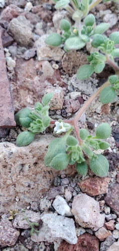 Image of Nama pusilla by (c) Katie Pearson, some rights reserved (CC BY)