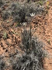 Androstephium breviflorum