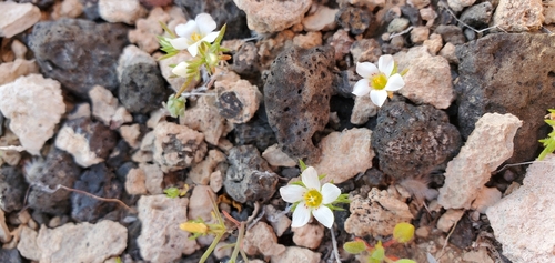 Image of Linanthus demissus by (c) Katie Pearson, some rights reserved (CC BY)