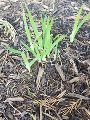 Iris domestica