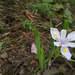 Clackamas Iris - Photo (c) Christian Haaning, some rights reserved (CC BY-NC), uploaded by Christian Haaning